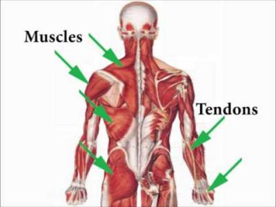 Sports Injuries Self-Treatment Nature Of Injuries 1